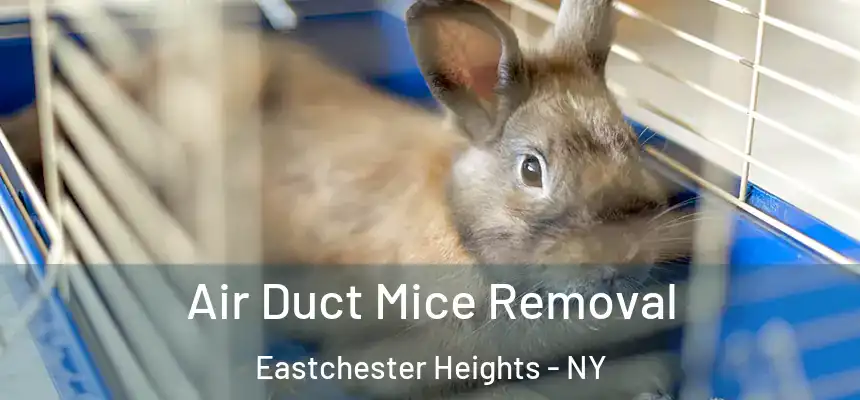 Air Duct Mice Removal Eastchester Heights - NY