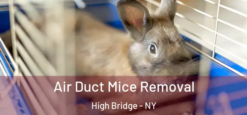 Air Duct Mice Removal High Bridge - NY