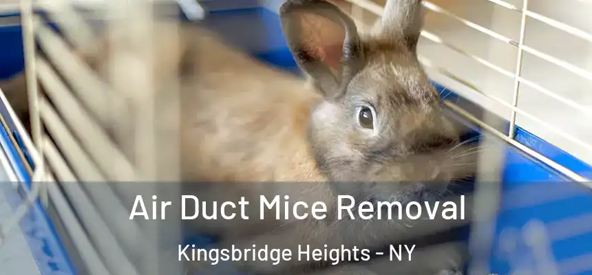 Air Duct Mice Removal Kingsbridge Heights - NY