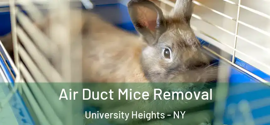 Air Duct Mice Removal University Heights - NY
