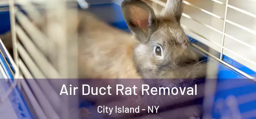  Air Duct Rat Removal City Island - NY