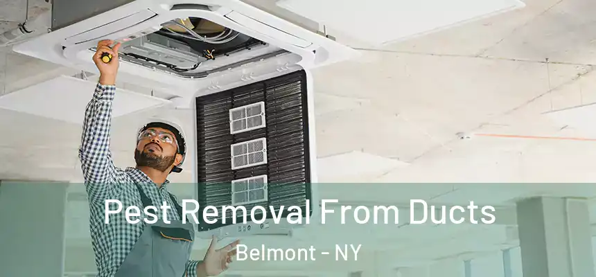 Pest Removal From Ducts Belmont - NY