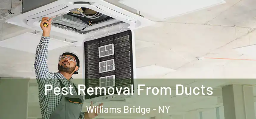 Pest Removal From Ducts Williams Bridge - NY