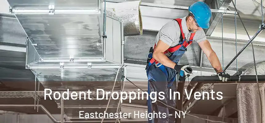Rodent Droppings In Vents Eastchester Heights - NY