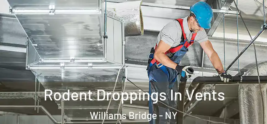 Rodent Droppings In Vents Williams Bridge - NY